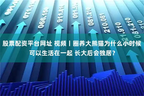 股票配资平台网址 视频丨圈养大熊猫为什么小时候可以生活在一起 长大后会独居？